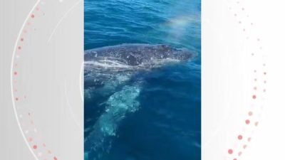 Baleia fica a menos de 2 metros de barco e impressiona turistas no litoral do ES