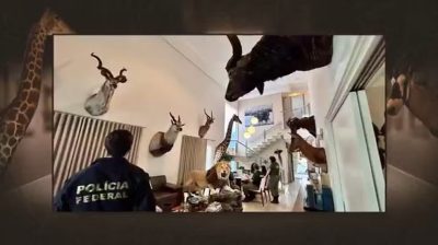 Investigação de lavagem de dinheiro revela coleção de animais exóticos ilegais em mansão